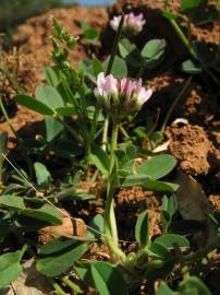 Fotografia da espécie Trifolium fragiferum