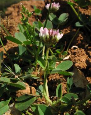 Fotografia 13 da espécie Trifolium fragiferum no Jardim Botânico UTAD