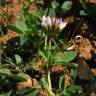 Fotografia 13 da espécie Trifolium fragiferum do Jardim Botânico UTAD