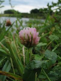 Fotografia da espécie Trifolium fragiferum