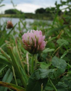 Fotografia 14 da espécie Trifolium fragiferum no Jardim Botânico UTAD