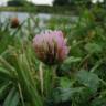 Fotografia 14 da espécie Trifolium fragiferum do Jardim Botânico UTAD