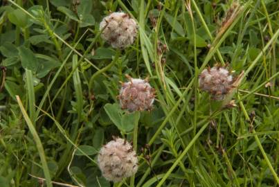 Fotografia da espécie Trifolium fragiferum