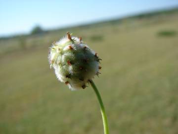 Fotografia da espécie Trifolium fragiferum