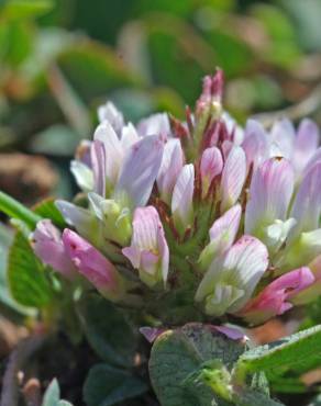 Fotografia 18 da espécie Trifolium fragiferum no Jardim Botânico UTAD