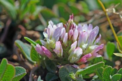 Fotografia da espécie Trifolium fragiferum