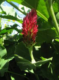 Fotografia da espécie Trifolium incarnatum