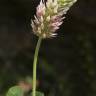 Fotografia 9 da espécie Trifolium incarnatum do Jardim Botânico UTAD