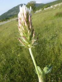 Fotografia da espécie Trifolium incarnatum