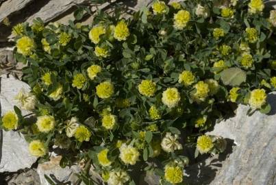 Fotografia da espécie Trifolium dubium