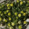 Fotografia 13 da espécie Trifolium dubium do Jardim Botânico UTAD