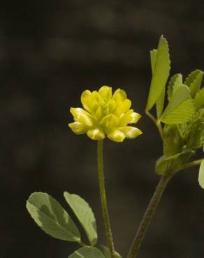 Fotografia 14 da espécie Trifolium dubium no Jardim Botânico UTAD