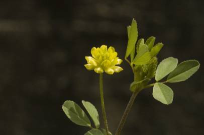 Fotografia da espécie Trifolium dubium