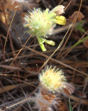 Fotografia 5 da espécie Trifolium cherleri no Jardim Botânico UTAD