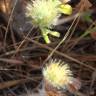 Fotografia 5 da espécie Trifolium cherleri do Jardim Botânico UTAD