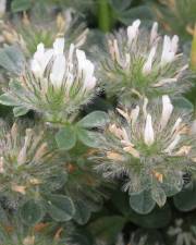 Fotografia da espécie Trifolium cherleri