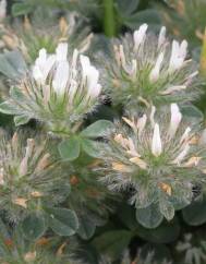 Trifolium cherleri