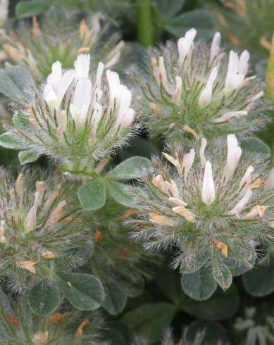 Fotografia de capa Trifolium cherleri - do Jardim Botânico