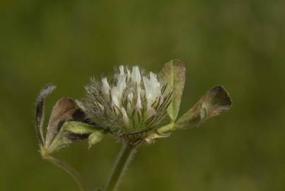 Fotografia da espécie Trifolium cherleri