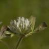 Fotografia 6 da espécie Trifolium cherleri do Jardim Botânico UTAD