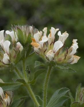 Fotografia 7 da espécie Trifolium cherleri no Jardim Botânico UTAD