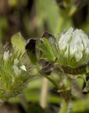 Fotografia 8 da espécie Trifolium cherleri no Jardim Botânico UTAD