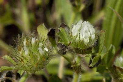 Fotografia da espécie Trifolium cherleri