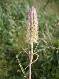 Fotografia da espécie Trifolium angustifolium