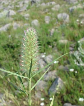 Fotografia 13 da espécie Trifolium angustifolium no Jardim Botânico UTAD