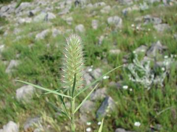 Fotografia da espécie Trifolium angustifolium