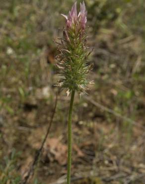 Fotografia 15 da espécie Trifolium angustifolium no Jardim Botânico UTAD