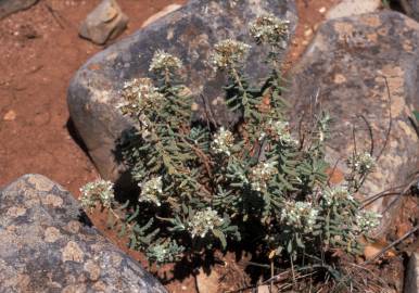 Fotografia da espécie Teucrium vicentinum