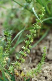 Fotografia da espécie Galium verrucosum