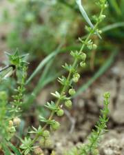 Fotografia da espécie Galium verrucosum