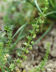 Galium verrucosum