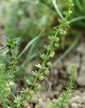 Fotografia 1 da espécie Galium verrucosum no Jardim Botânico UTAD