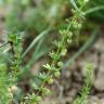 Fotografia 1 da espécie Galium verrucosum do Jardim Botânico UTAD