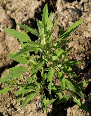 Fotografia 3 da espécie Chenopodium ficifolium no Jardim Botânico UTAD