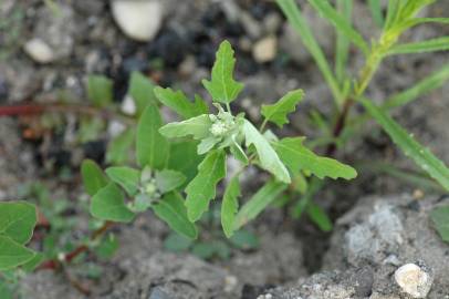 Fotografia da espécie Chenopodium ficifolium