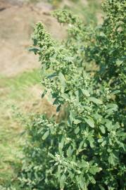 Fotografia da espécie Chenopodium ficifolium