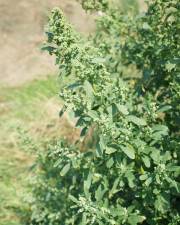 Fotografia da espécie Chenopodium ficifolium