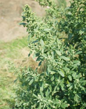 Fotografia 1 da espécie Chenopodium ficifolium no Jardim Botânico UTAD