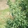 Fotografia 1 da espécie Chenopodium ficifolium do Jardim Botânico UTAD