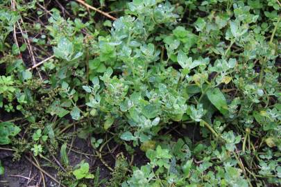 Fotografia da espécie Chenopodium vulvaria