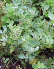 Chenopodium vulvaria
