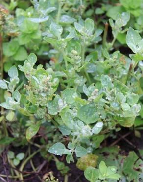 Fotografia 1 da espécie Chenopodium vulvaria no Jardim Botânico UTAD