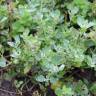 Fotografia 1 da espécie Chenopodium vulvaria do Jardim Botânico UTAD