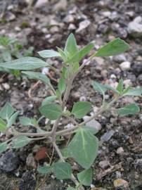 Fotografia da espécie Chenopodium vulvaria