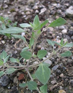 Fotografia 5 da espécie Chenopodium vulvaria no Jardim Botânico UTAD