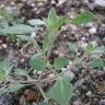 Fotografia 5 da espécie Chenopodium vulvaria do Jardim Botânico UTAD